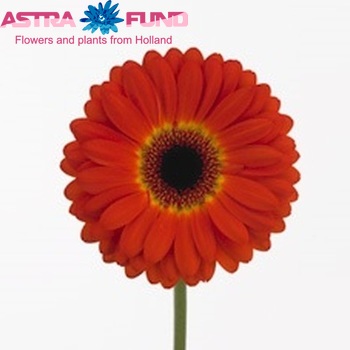 Gerbera grootbloemig 'Imax' fotografie