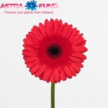Gerbera grootbloemig 'Intense' fotografie