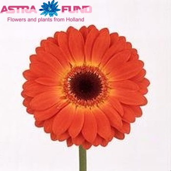 Gerbera grootbloemig 'Isadora' fotografie