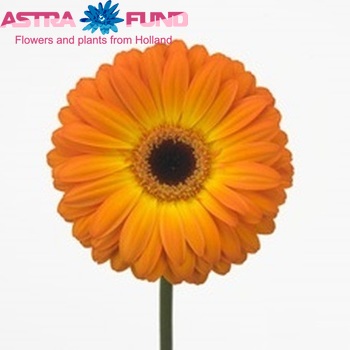 Gerbera grootbloemig 'Isola' fotografie
