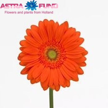 Gerbera grootbloemig Jaffana fotografie