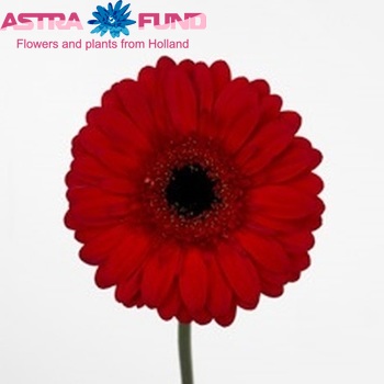 Gerbera grootbloemig 'Kaiser' fotografie