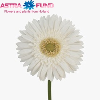 Gerbera grootbloemig Latara Foto