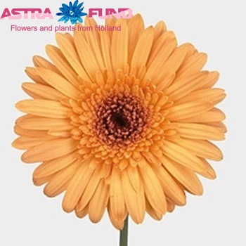 Gerbera grootbloemig 'Laureen' Foto