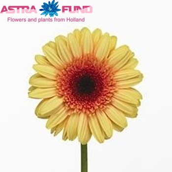 Gerbera grootbloemig Lively Foto