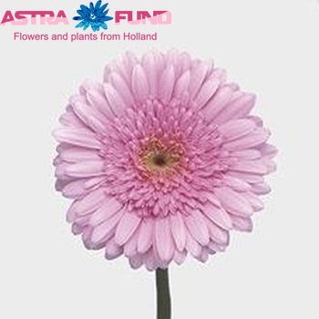 Gerbera grootbloemig Lorelei Foto