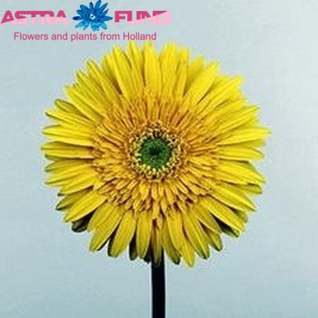 Gerbera grootbloemig 'Luna' Foto