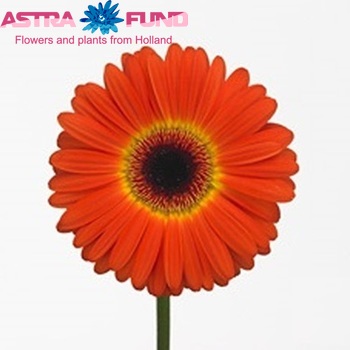 Gerbera grootbloemig Madagascar Foto