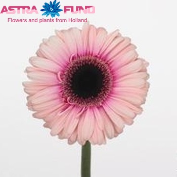 Gerbera grootbloemig Manita Foto