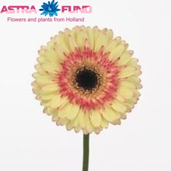 Gerbera grootbloemig 'Marengo' Foto