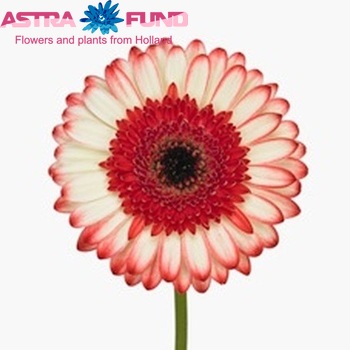 Gerbera grootbloemig 'Marmolada' Foto