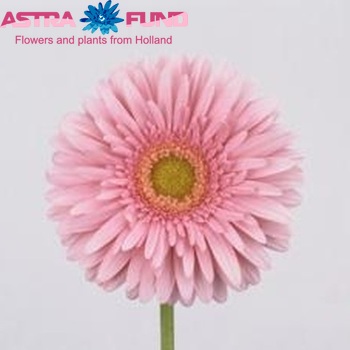 Gerbera grootbloemig 'Maroussia' Foto