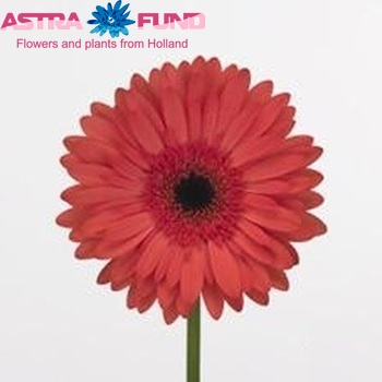 Gerbera grootbloemig 'Mascara' fotografie