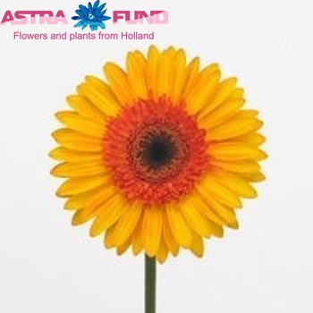Gerbera grootbloemig Mateo fotografie