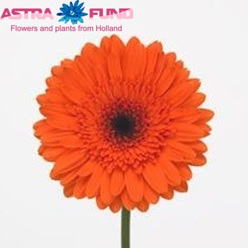 Gerbera grootbloemig Mentor fotografie