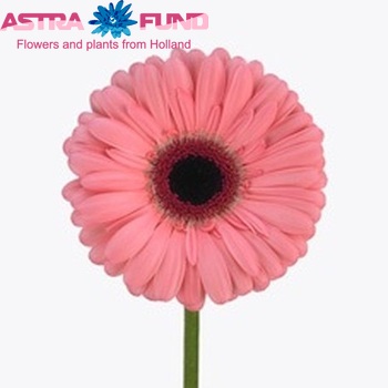 Gerbera grootbloemig Mirandita fotografie