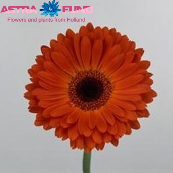 Gerbera grootbloemig 'Mistique' fotografie
