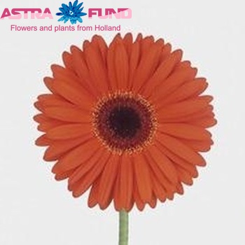 Gerbera grootbloemig 'Monarch' fotografie