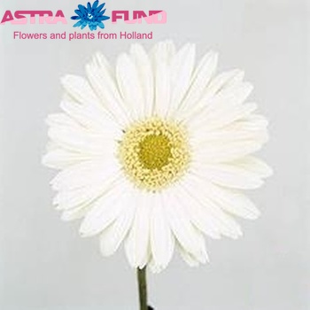 Gerbera grootbloemig 'Mont Blanc' fotografie
