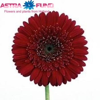 Gerbera grootbloemig 'Mystique' fotografie