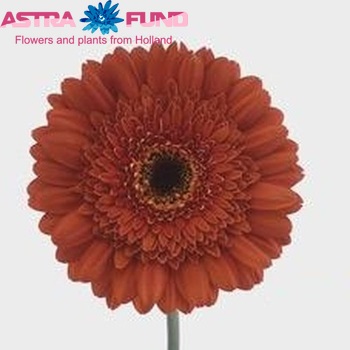 Gerbera grootbloemig Mythe fotografie