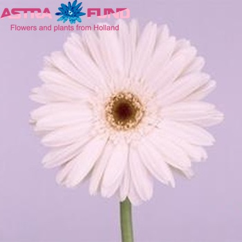 Gerbera grootbloemig 'Naf Naf' fotografie