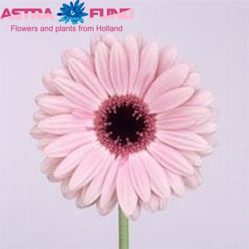 Gerbera grootbloemig New Design fotografie