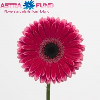 Gerbera grootbloemig 'Nuance' fotografie