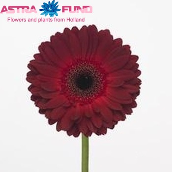 Gerbera grootbloemig Nyari fotografie
