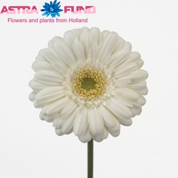 Gerbera grootbloemig 'Octane' fotografie