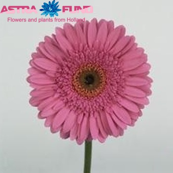 Gerbera grootbloemig 'Oilila' fotografie