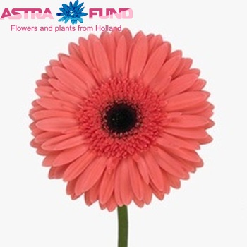 Gerbera grootbloemig 'Opinio' fotografie