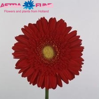 Gerbera grootbloemig 'Opium' fotografie