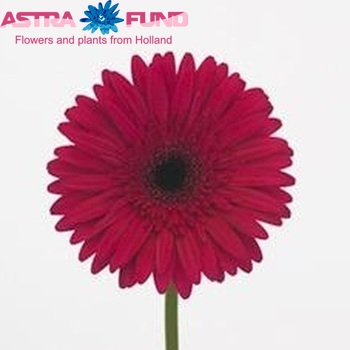 Gerbera grootbloemig 'Orpheus' fotografie
