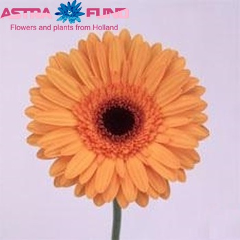 Gerbera grootbloemig Osiris fotografie