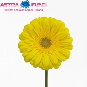 Gerbera grootbloemig 'Ozone' fotografie