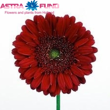 Gerbera grootbloemig Passion fotografie