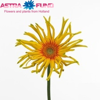 Gerbera grootbloemig 'Pasta Pennoni' fotografie