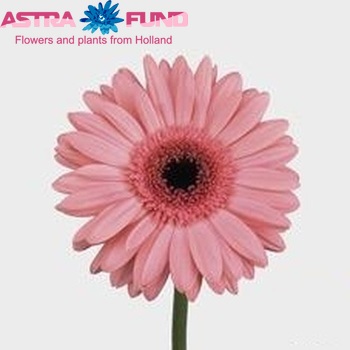 Gerbera grootbloemig Pink Fantasy fotografie