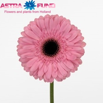 Gerbera grootbloemig 'Pink Sensation' fotografie