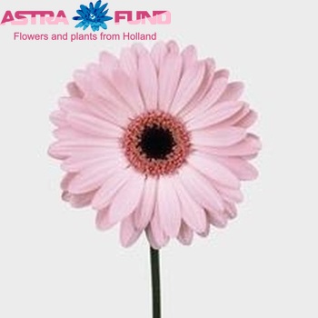 Gerbera grootbloemig 'Pinky Eye' fotografie