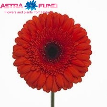 Gerbera grootbloemig 'Pirate' fotografie
