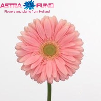 Gerbera grootbloemig Plot fotografie