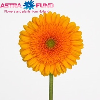 Gerbera grootbloemig 'Pompei' fotografie