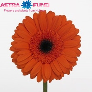 Gerbera grootbloemig 'Powerplay' fotografie