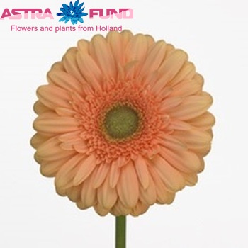 Gerbera grootbloemig Pre - Extase fotografie