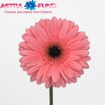 Gerbera grootbloemig Pre-Intenzz fotografie