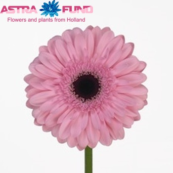 Gerbera grootbloemig Pre-Semmy fotografie