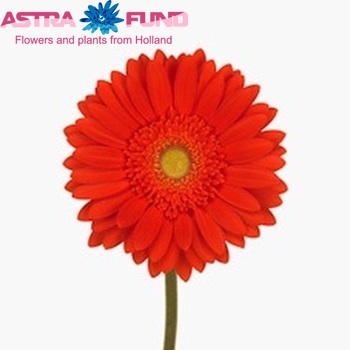 Gerbera grootbloemig 'Red Explosion' fotografie