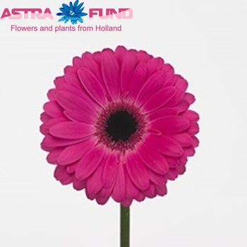 Gerbera grootbloemig Rich fotografie